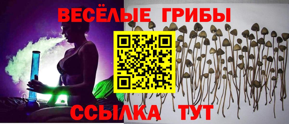 Михайловка  Псилоцибиновые грибы MAGIC MUSHROOMS  Вход с VPN 